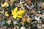 Fallen leaves at autumn.